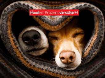 Tierhalterhaftpflicht (Hund)